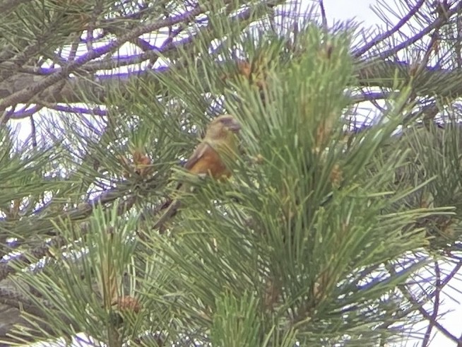 Red Crossbill - ML619858881