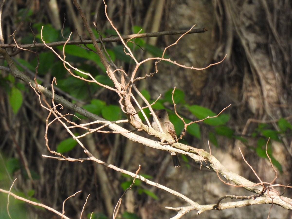 Greater Pewee - ML619858891