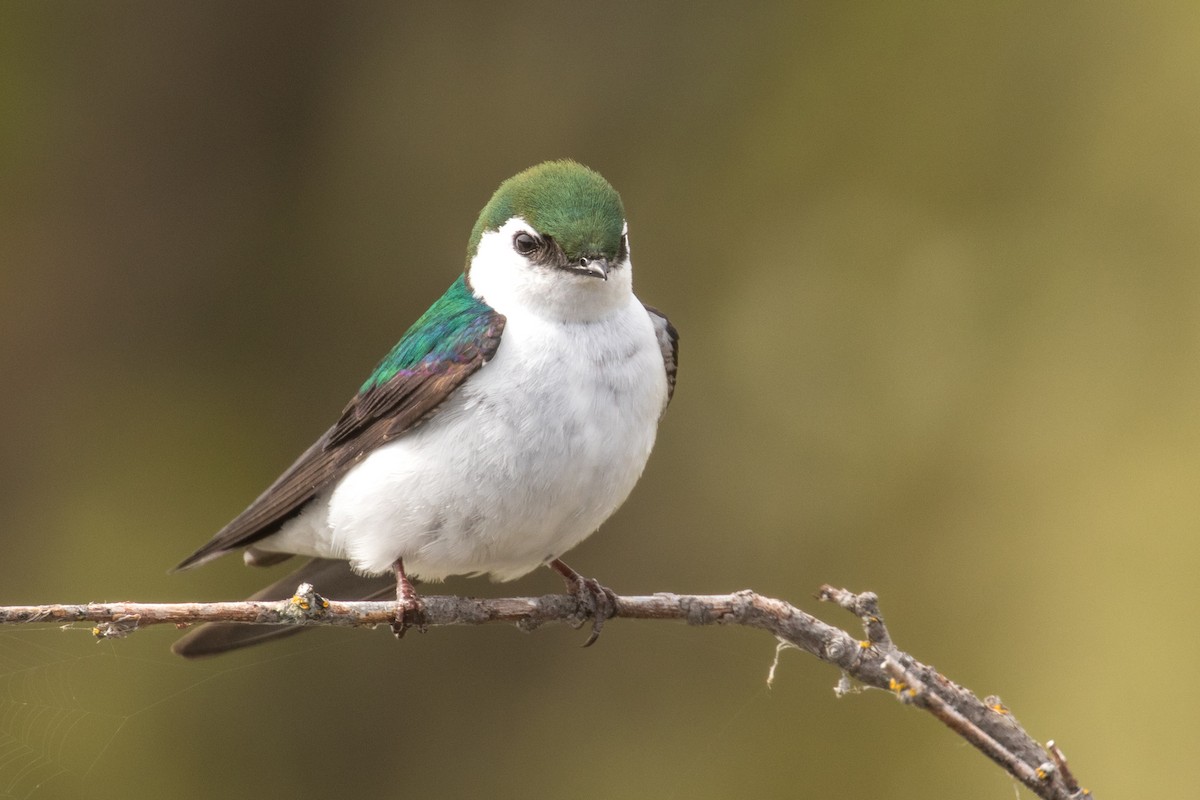 Violet-green Swallow - ML619858897