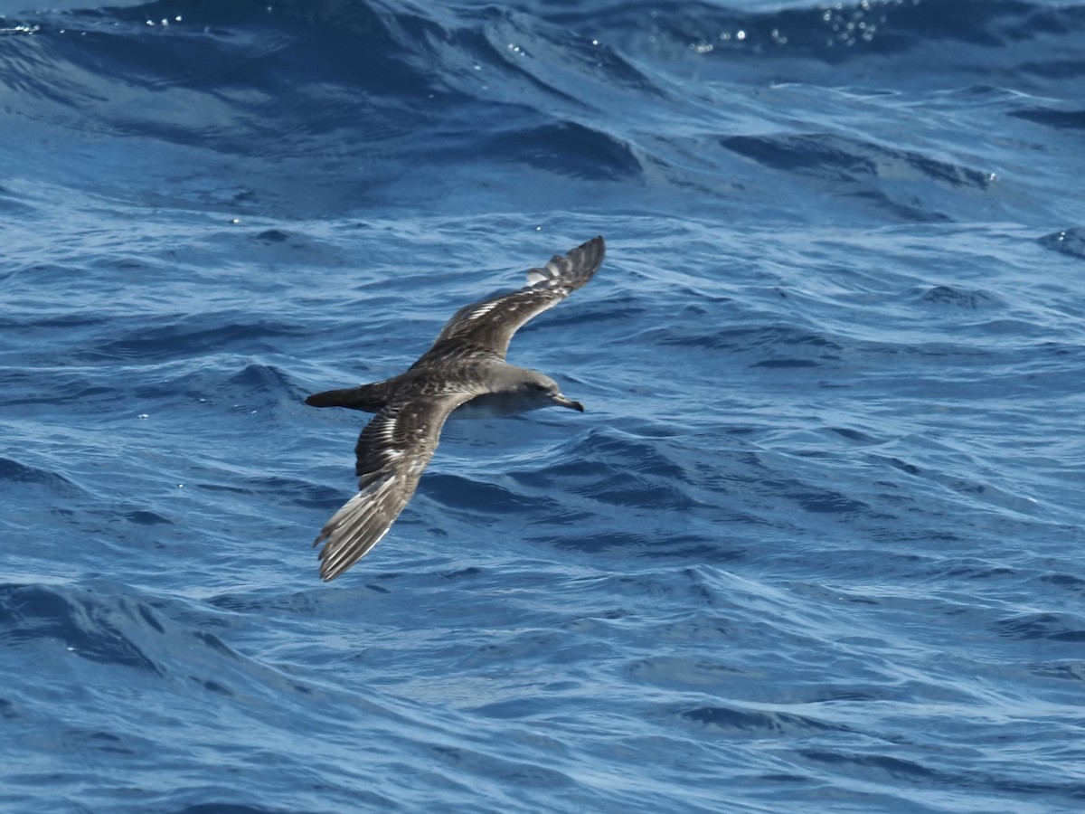 Pink-footed Shearwater - ML619858898
