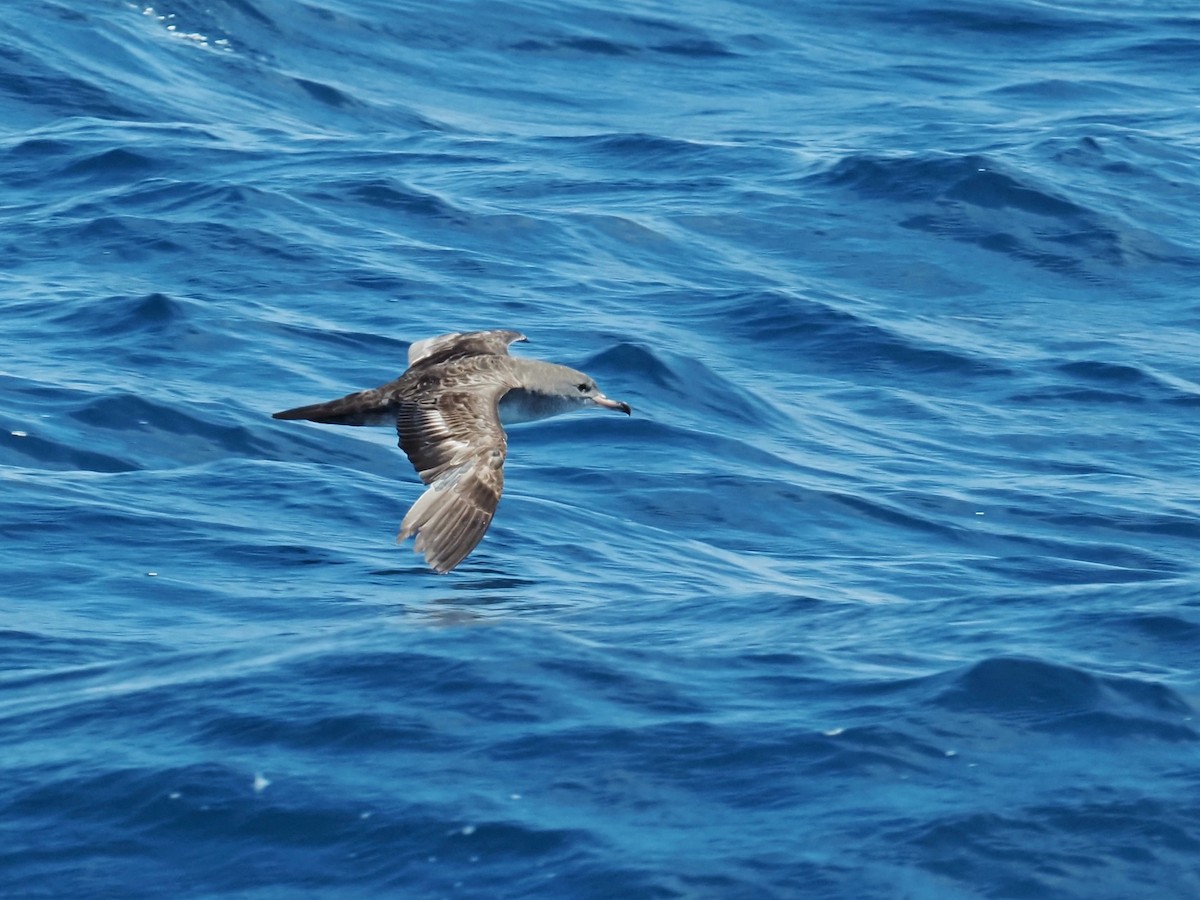 Pink-footed Shearwater - ML619858899