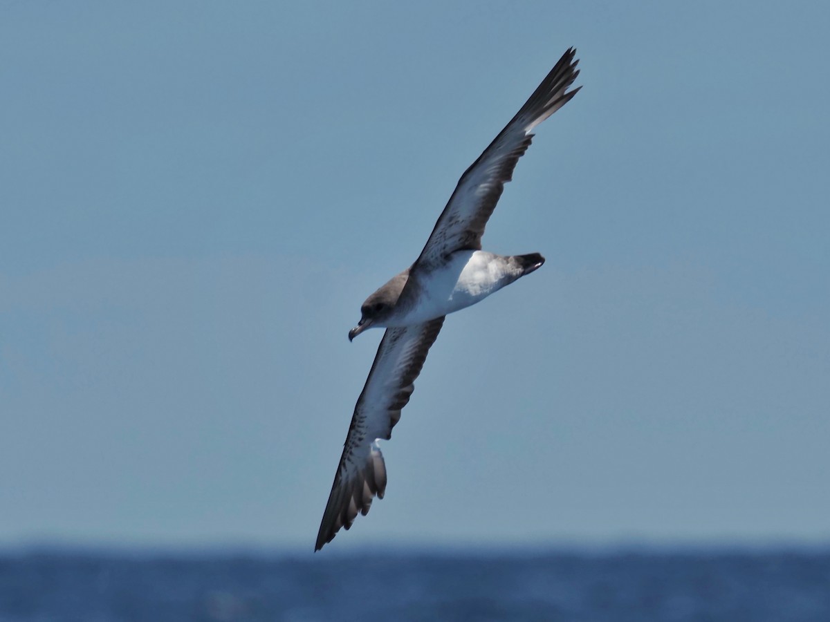 Pink-footed Shearwater - ML619858900