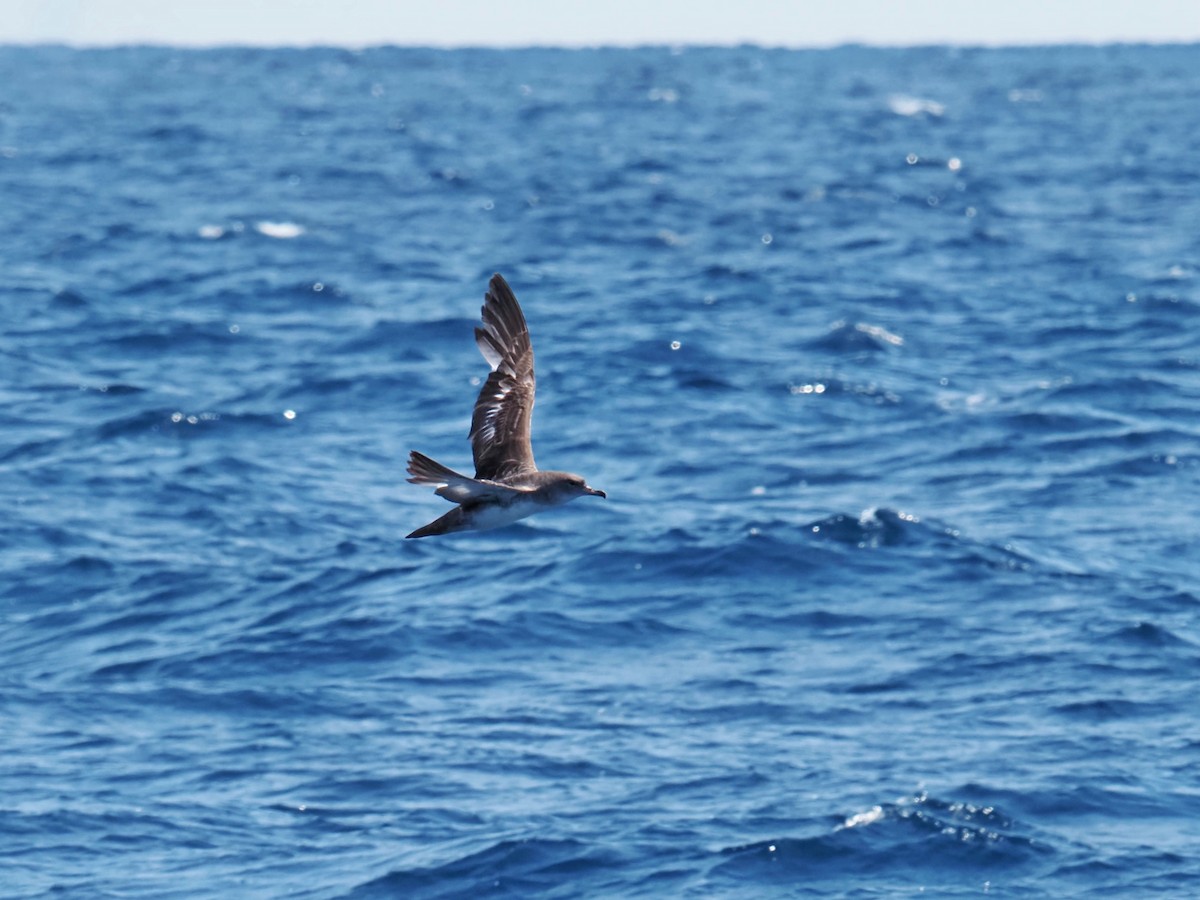 Pink-footed Shearwater - ML619858901