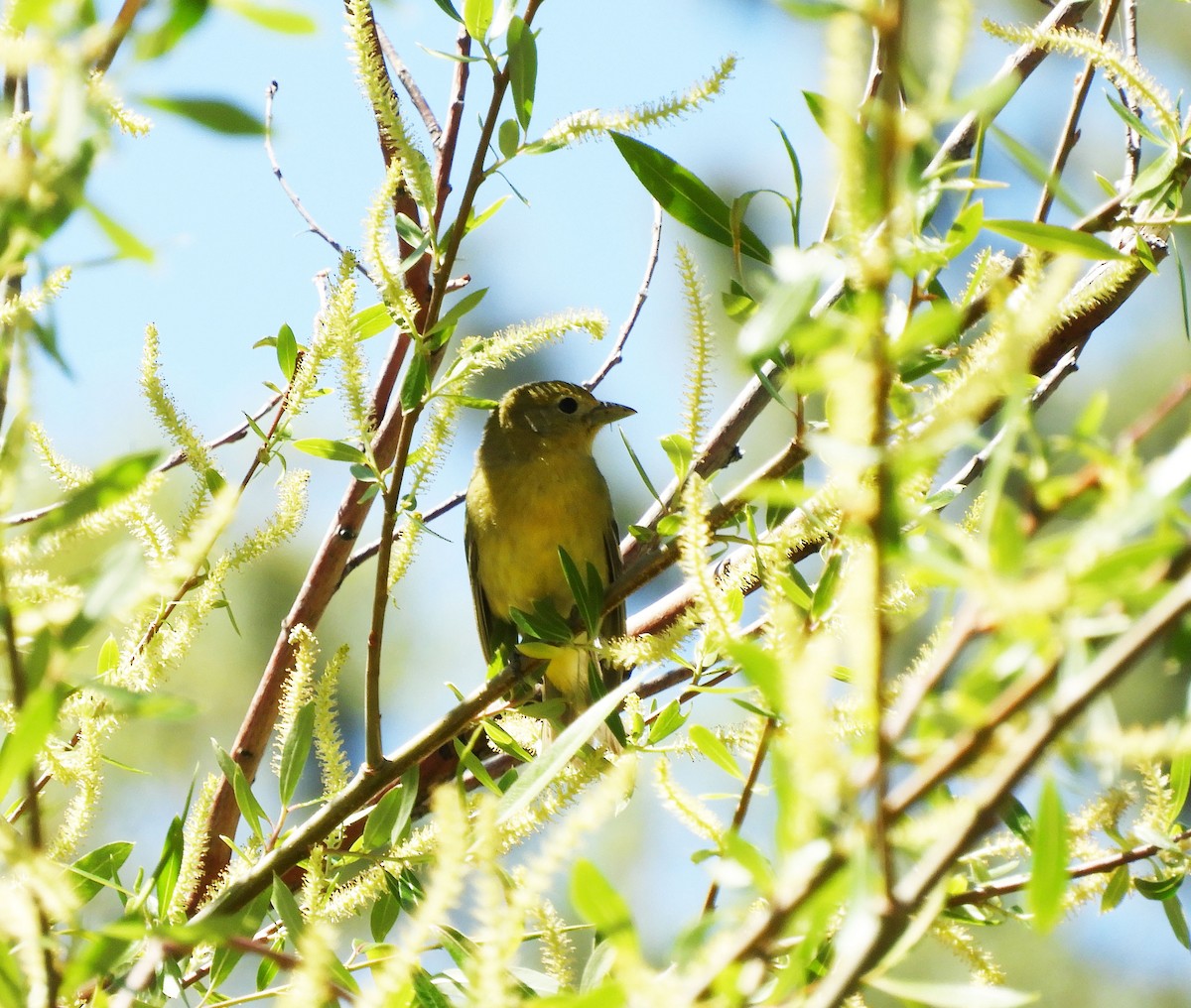 Western Tanager - ML619858910