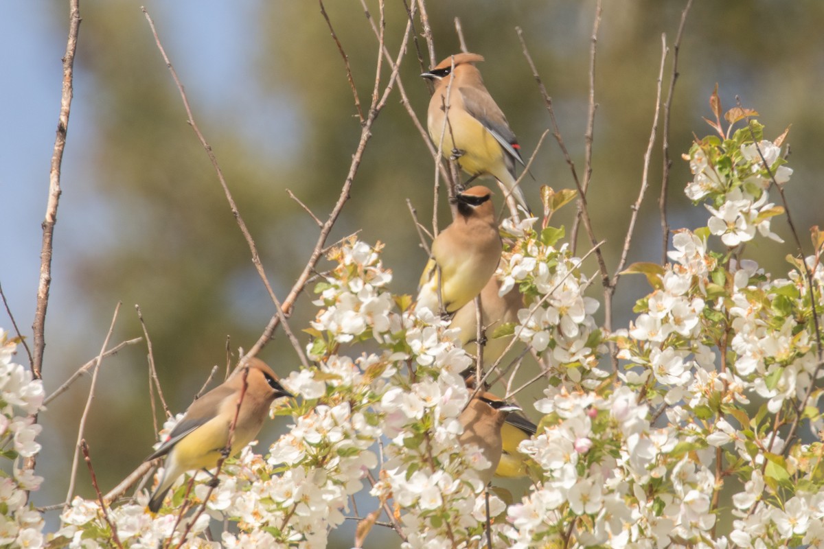 Cedar Waxwing - Barry Porter