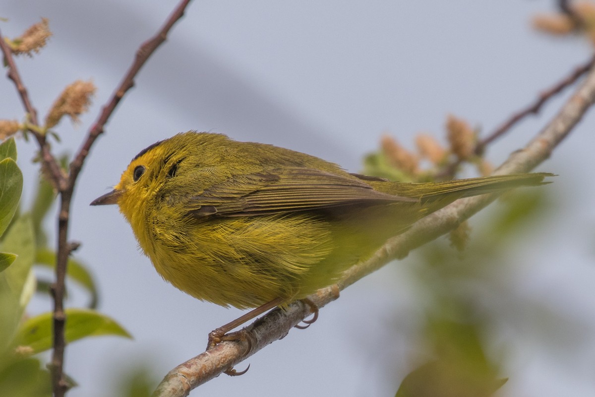 Wilson's Warbler - ML619858942