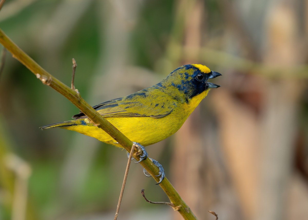 Thick-billed Euphonia - ML619858951