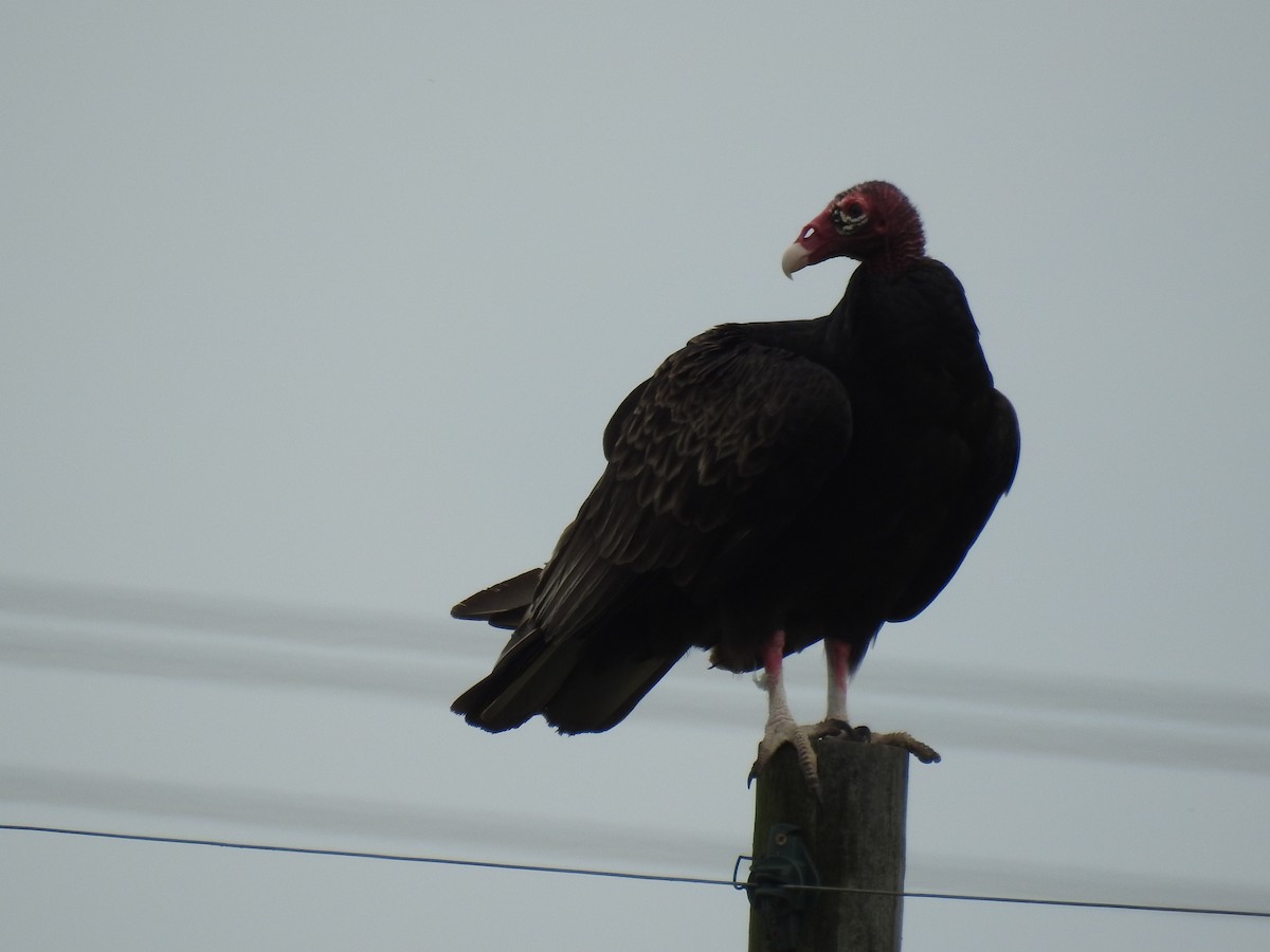 Turkey Vulture (Northern) - ML619858952