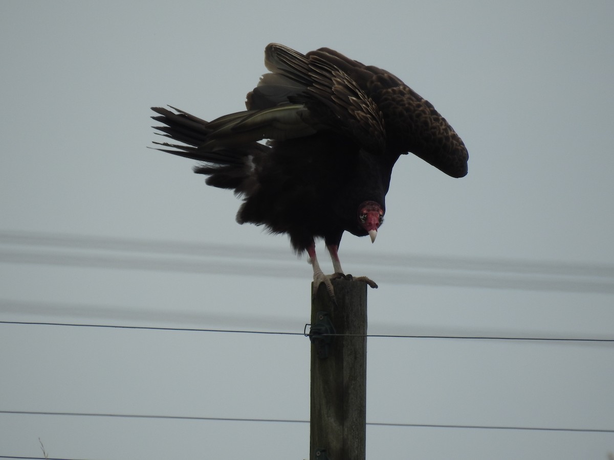 Turkey Vulture (Northern) - ML619858953