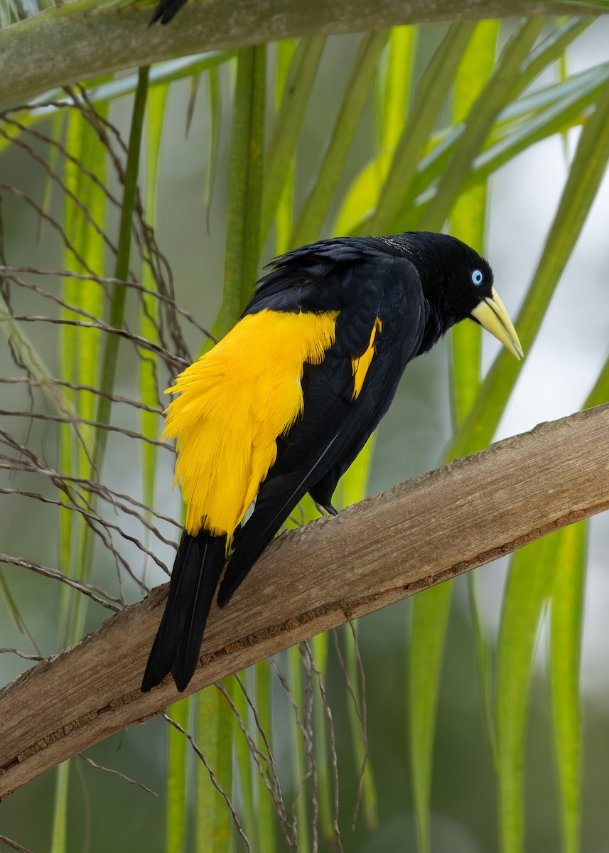 Yellow-rumped Cacique - ML619858959