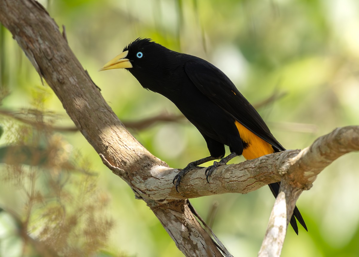 Yellow-rumped Cacique - ML619858960