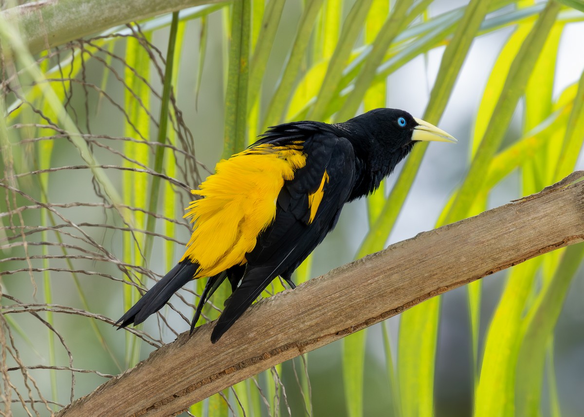 Yellow-rumped Cacique - ML619858961