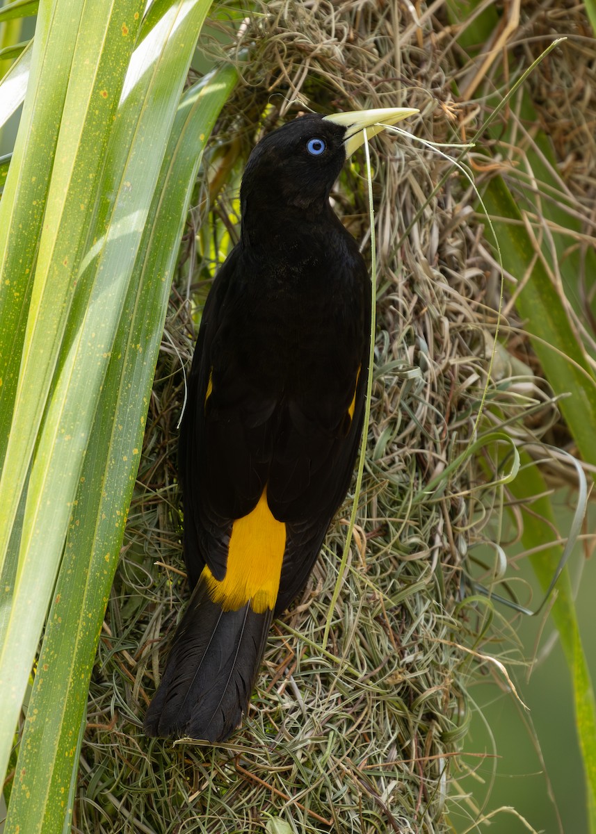 Yellow-rumped Cacique - ML619858962