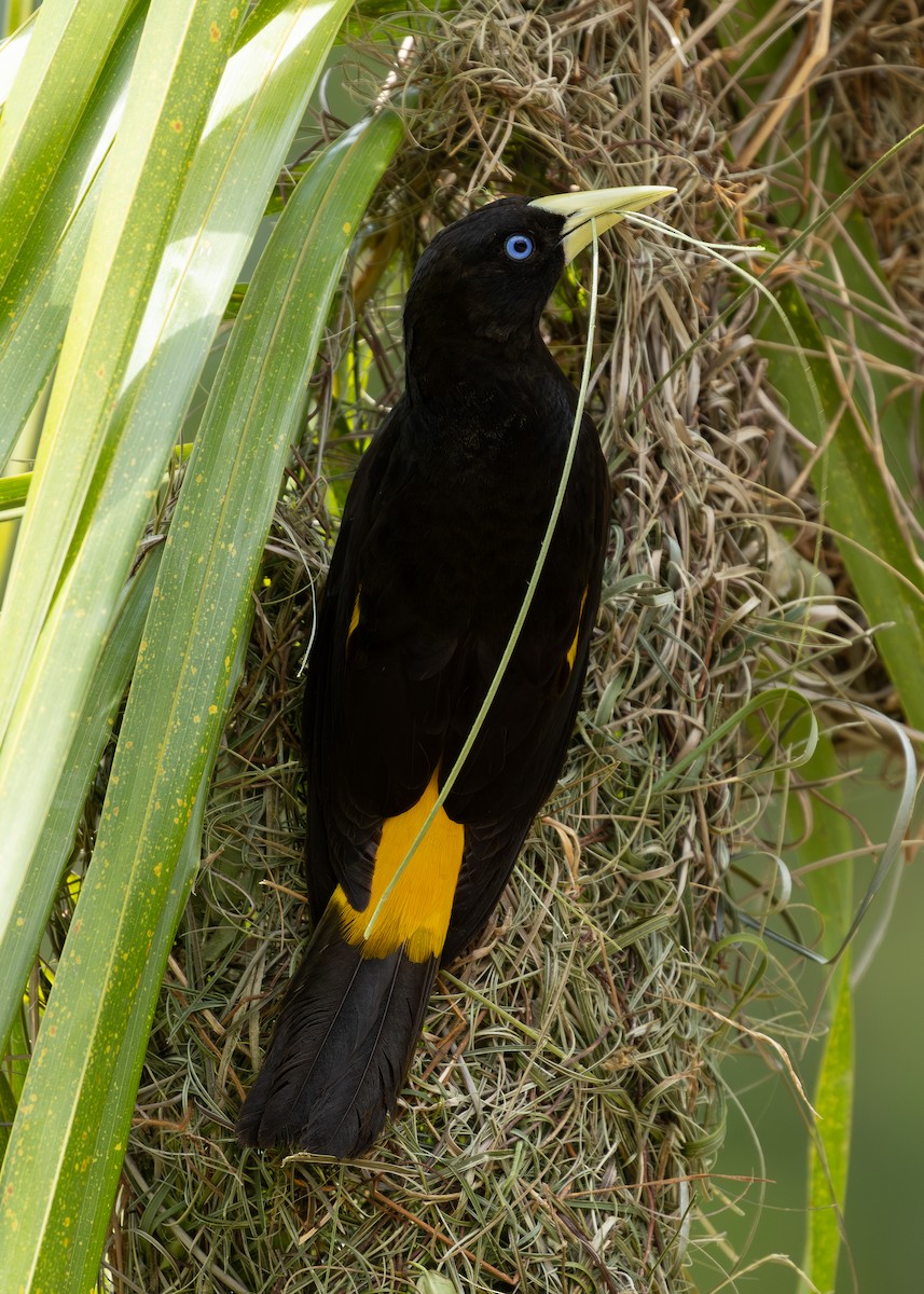 Yellow-rumped Cacique - ML619858963