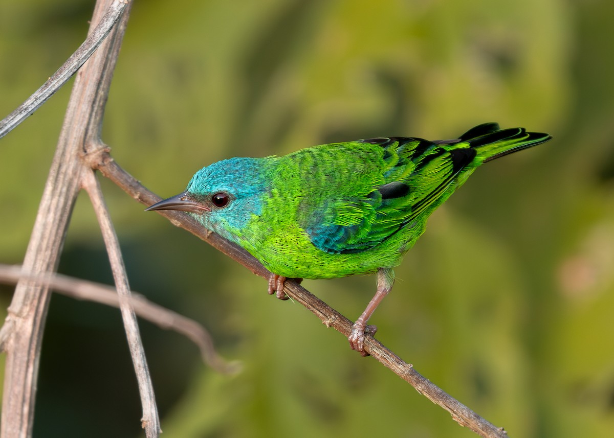 Blue Dacnis - ML619858981