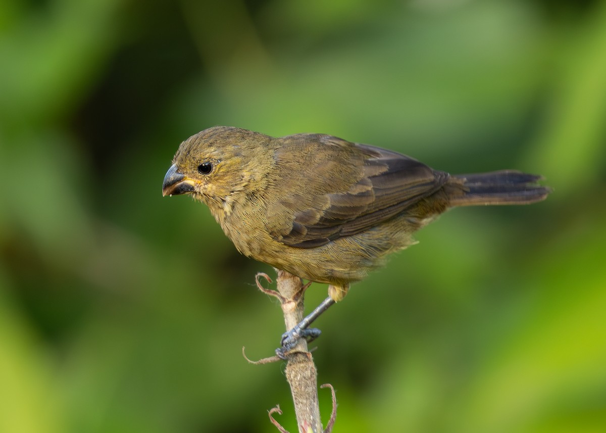 Variable Seedeater - ML619858986