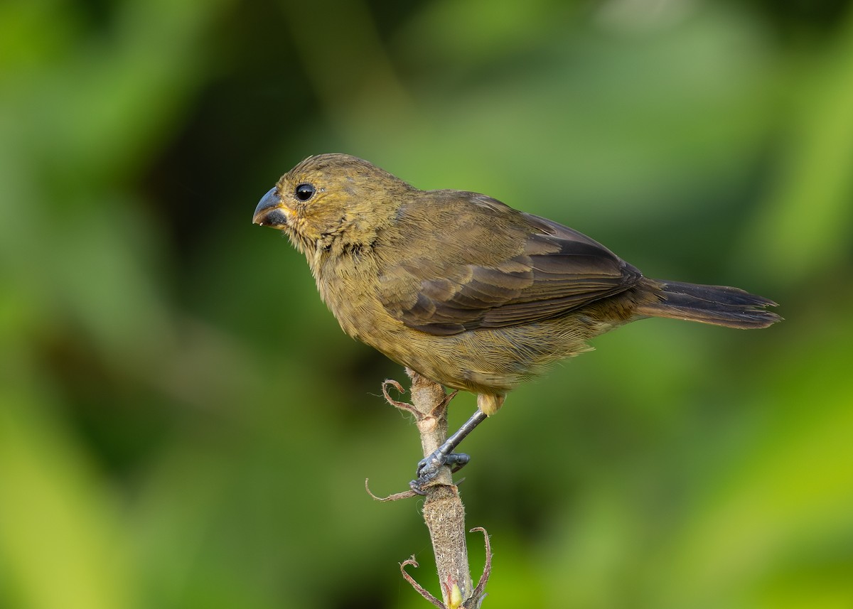 Variable Seedeater - ML619858987