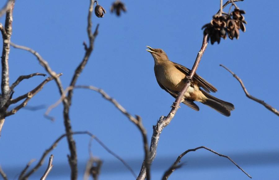 Clay-colored Thrush - ML619858990