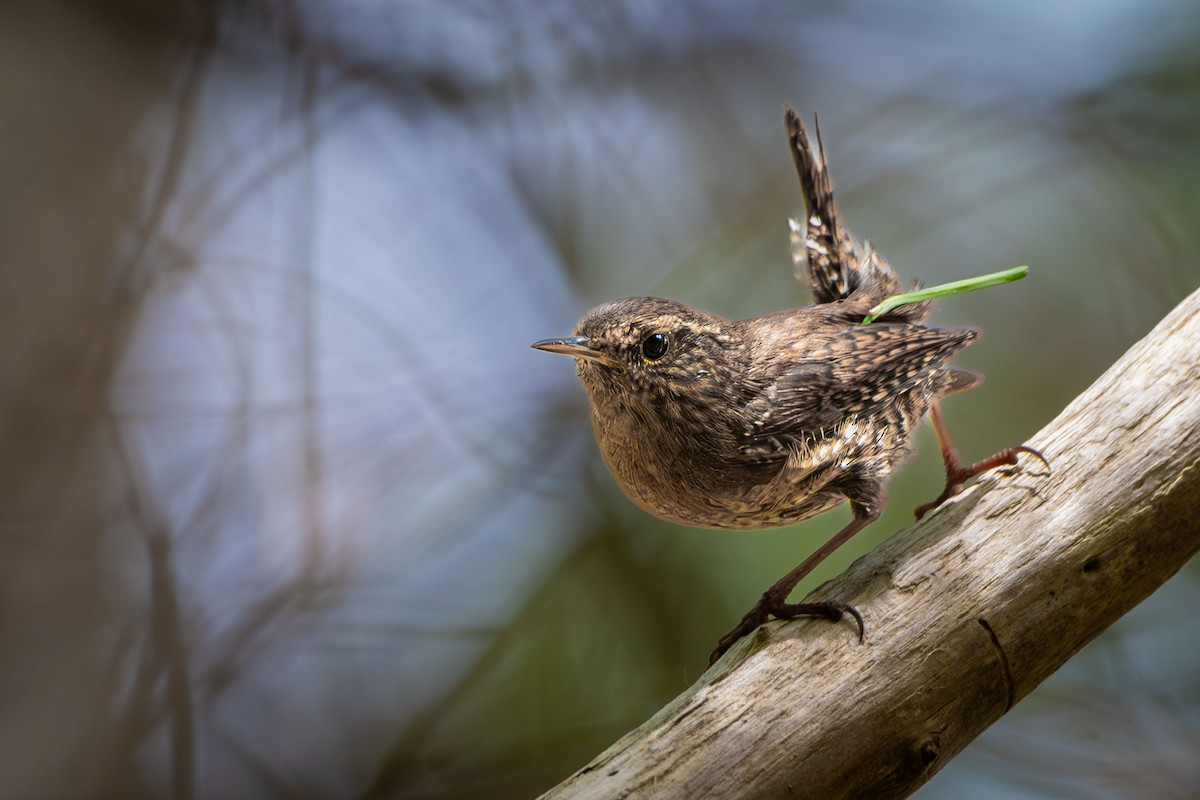 Pacific Wren - ML619858991