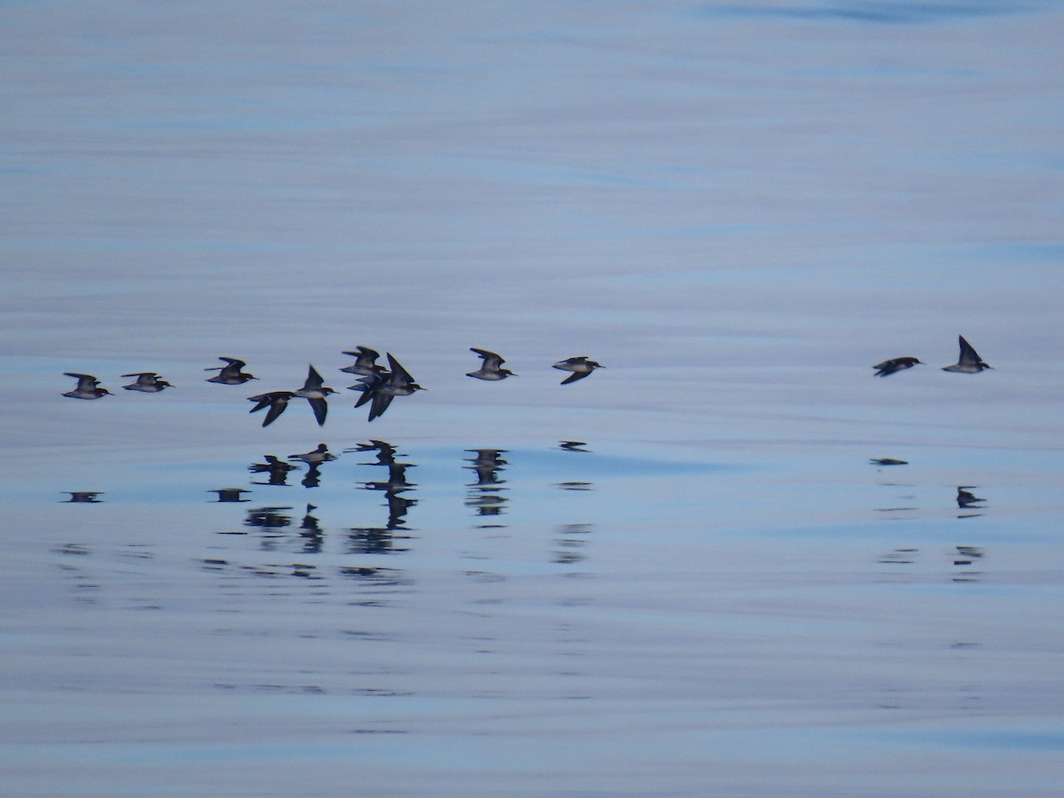 Red-necked Phalarope - ML619858994