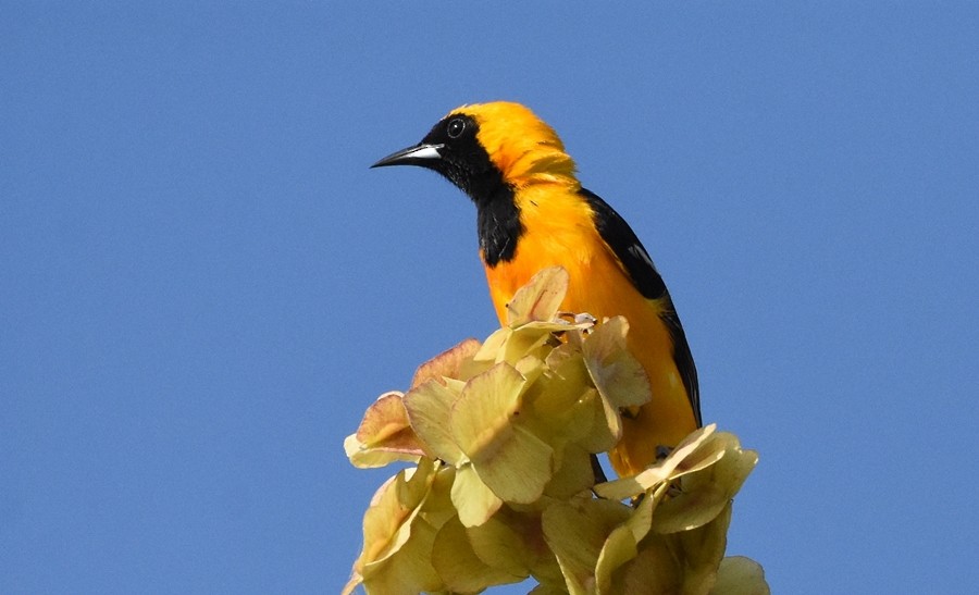 Oriole masqué - ML619859003