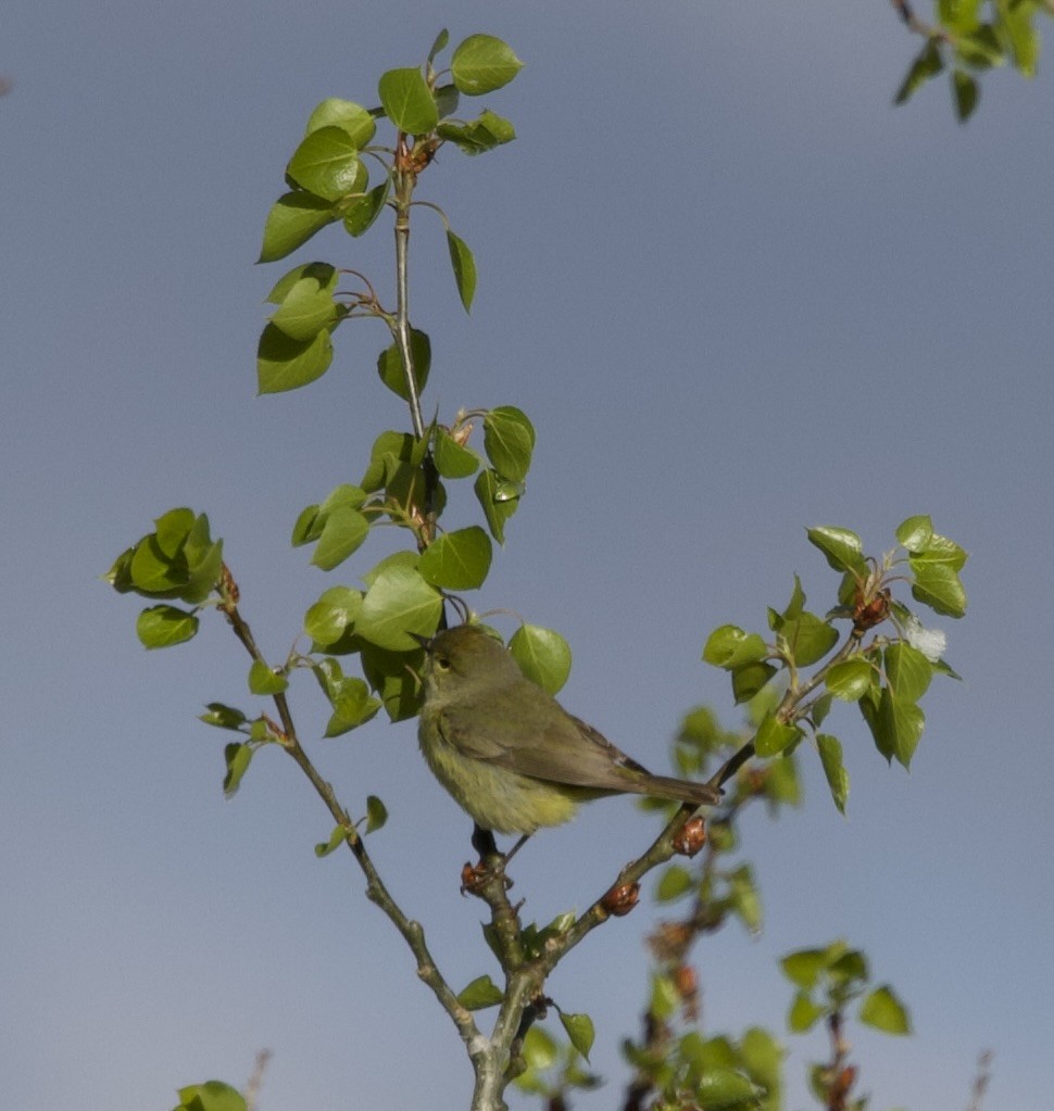 Orange-crowned Warbler - ML619859006