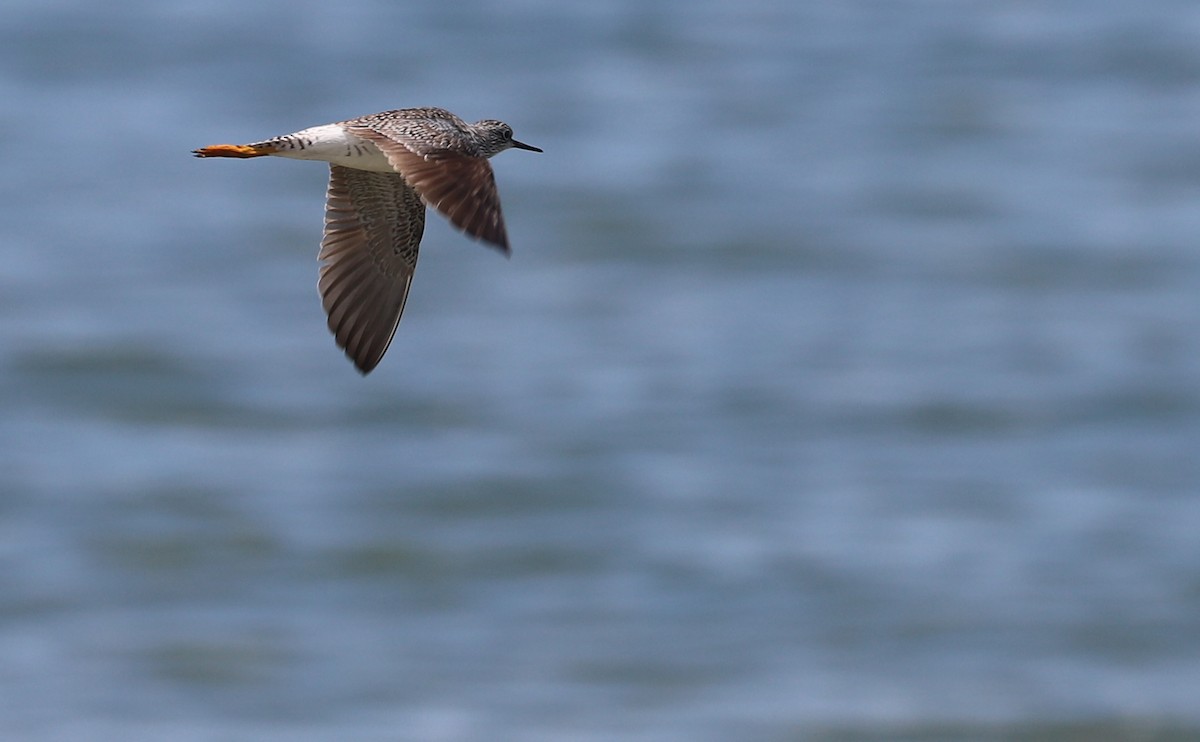 Lesser Yellowlegs - ML619859007