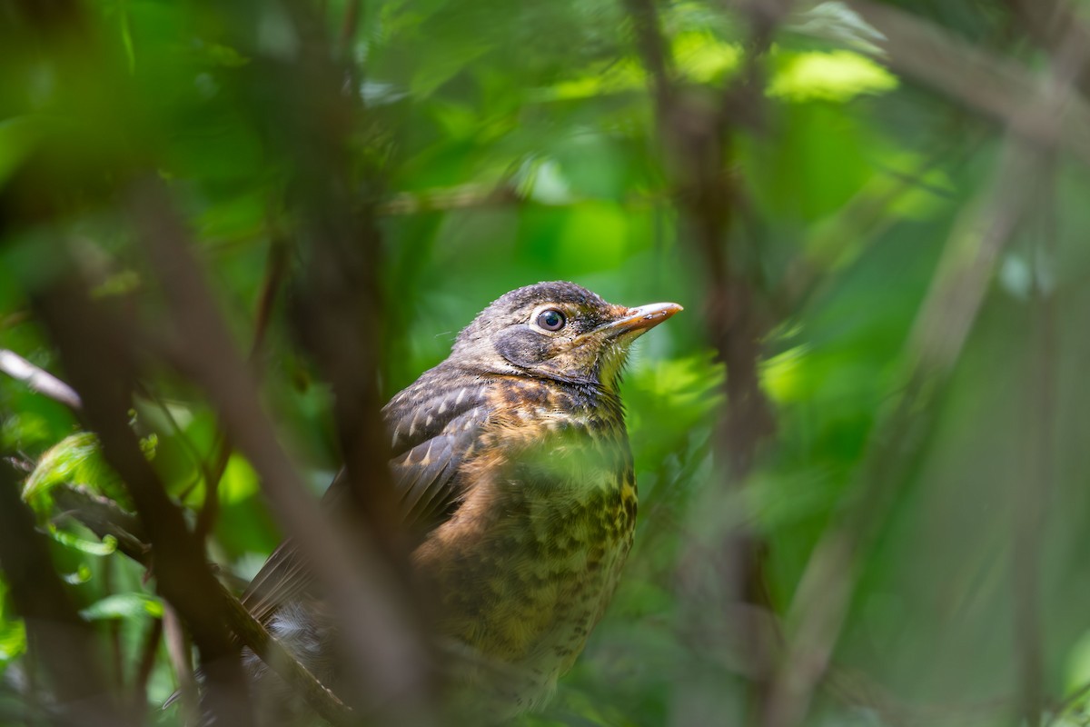 American Robin - ML619859012