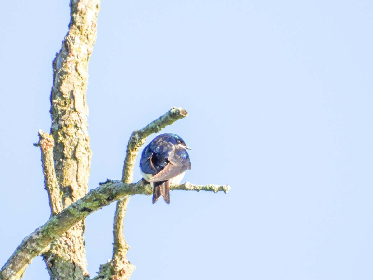 Golondrina Bicolor - ML619859017