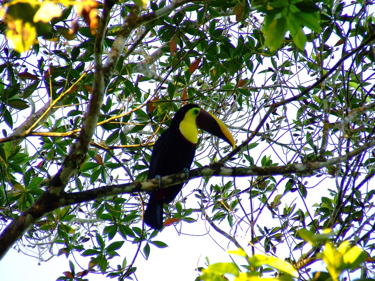 Yellow-throated Toucan - ML619859037