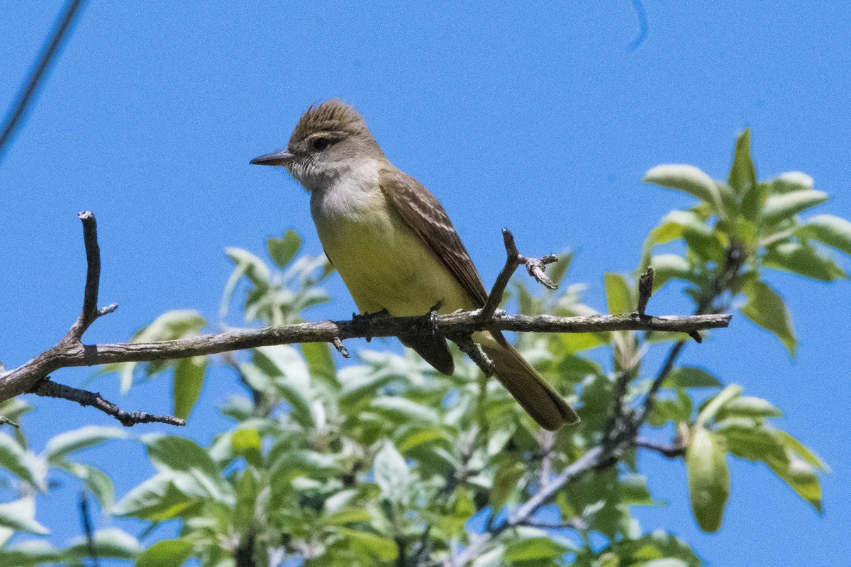 Great Crested Flycatcher - ML619859044