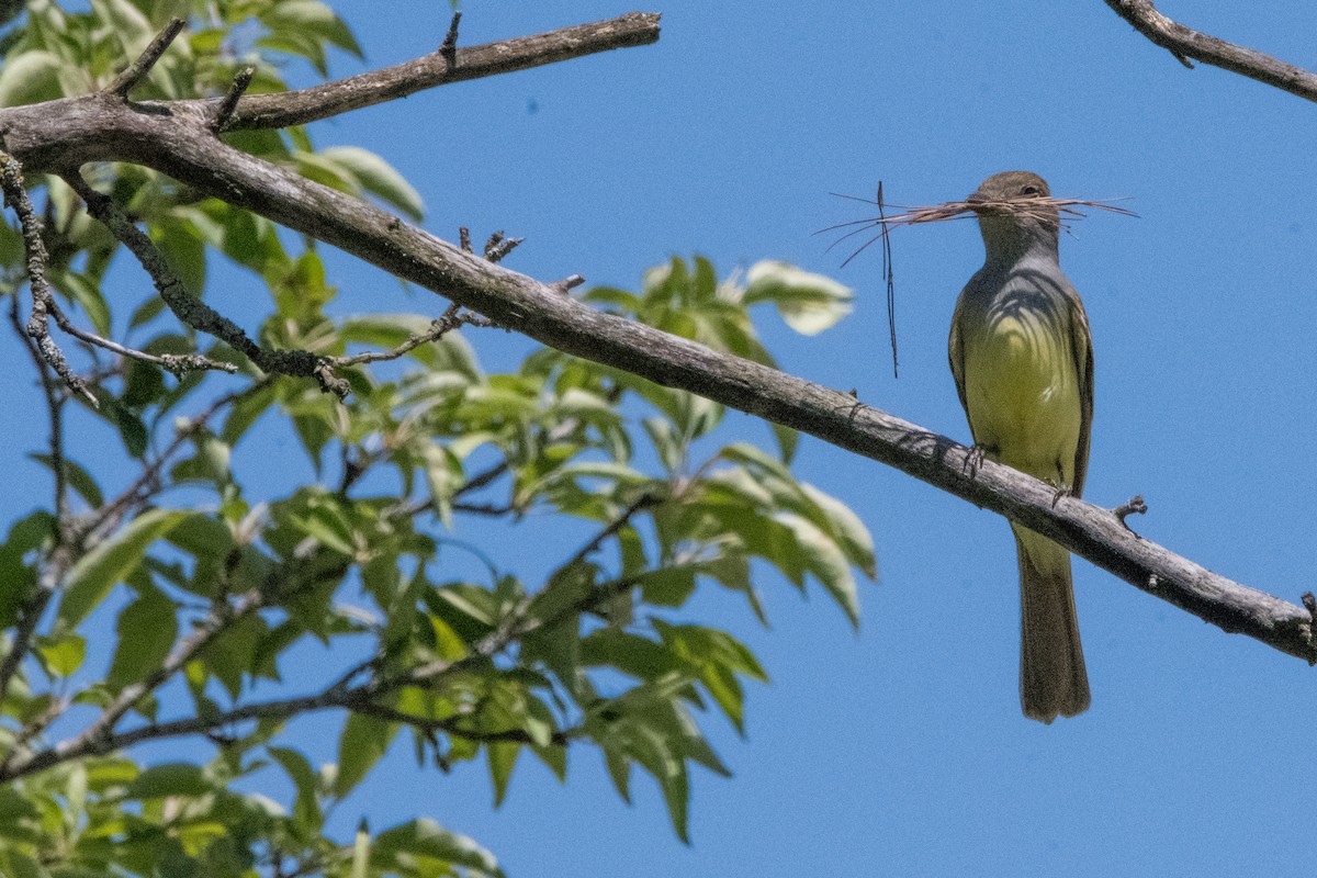 Great Crested Flycatcher - ML619859046