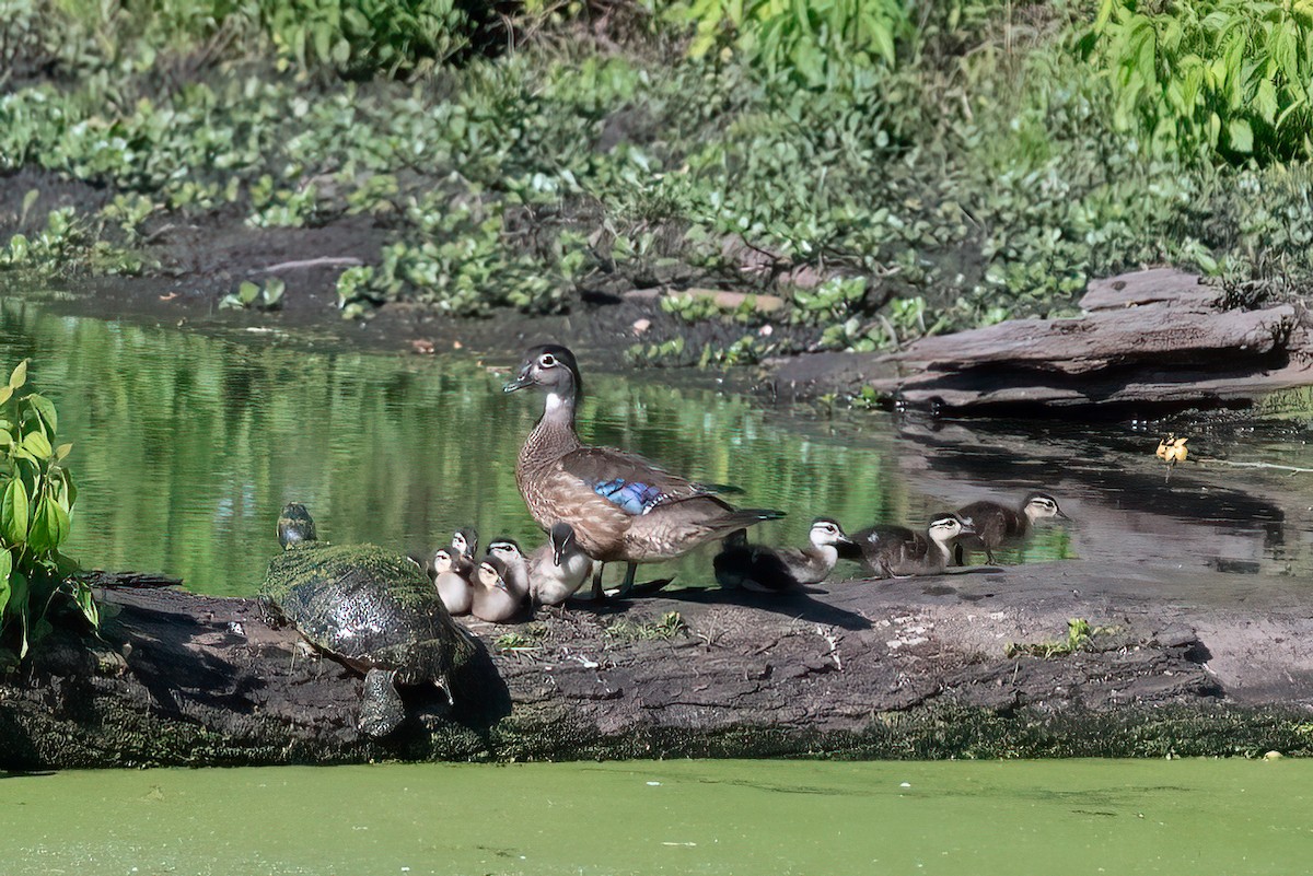 Wood Duck - ML619859058