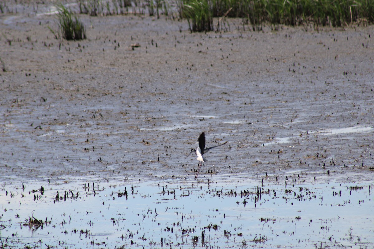 Black-necked Stilt - ML619859059