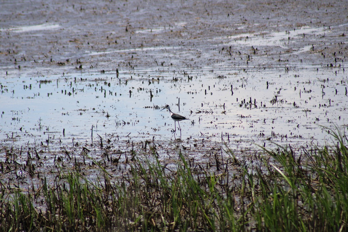 Black-necked Stilt - ML619859060