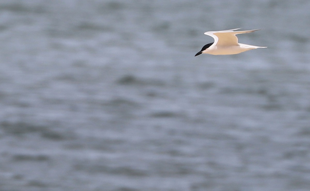 Gull-billed Tern - ML619859062