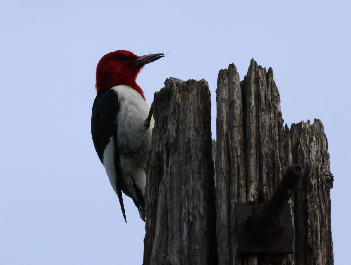 Red-headed Woodpecker - ML619859063
