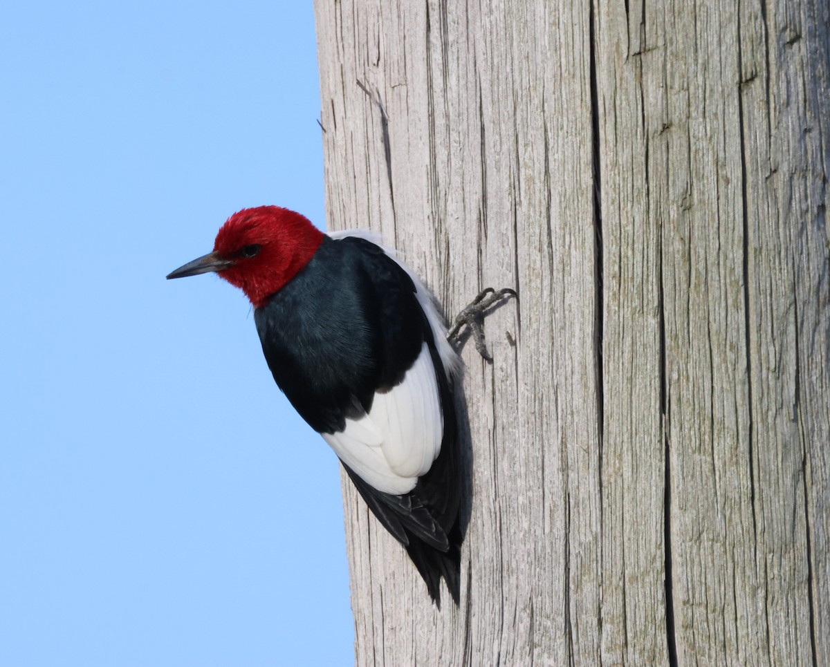 Red-headed Woodpecker - ML619859064