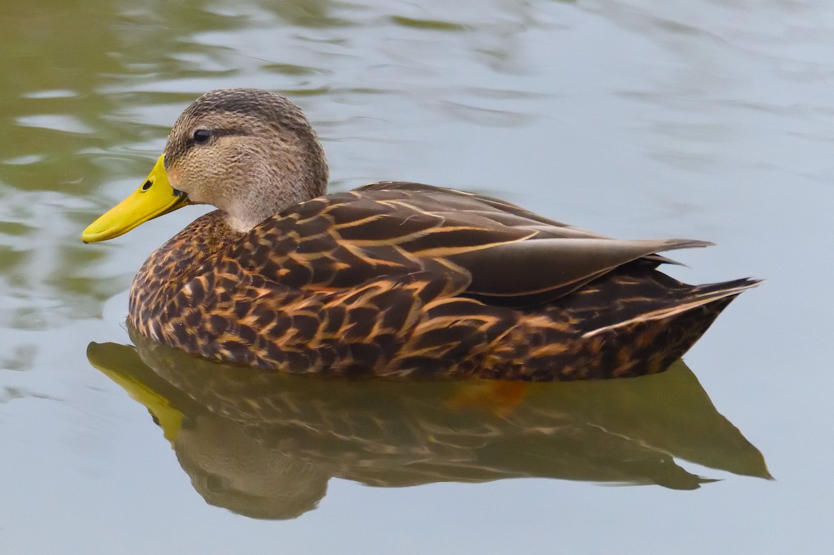 Mottled Duck (Gulf Coast) - ML619859067