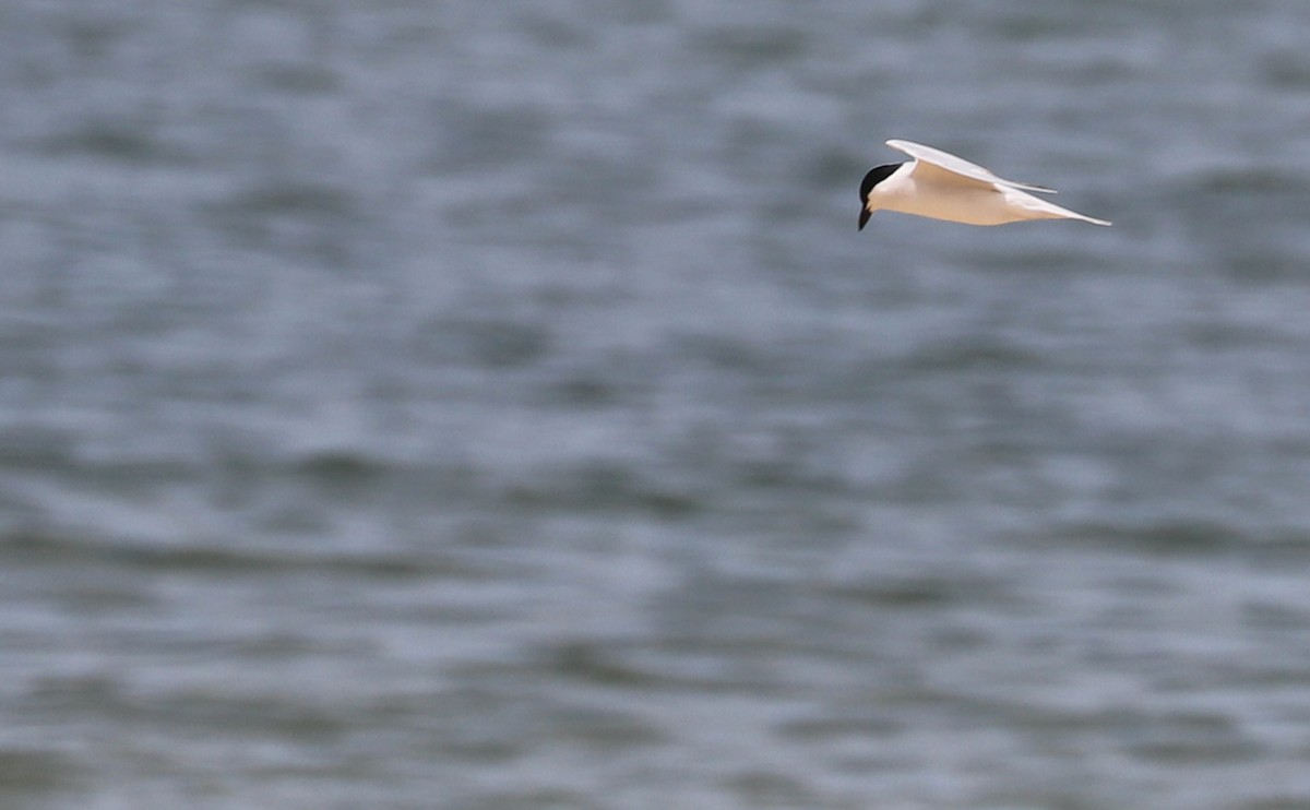Gull-billed Tern - ML619859069