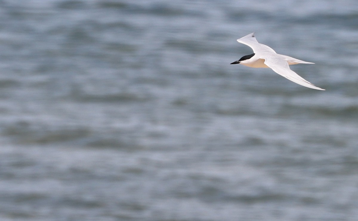 Gull-billed Tern - ML619859074