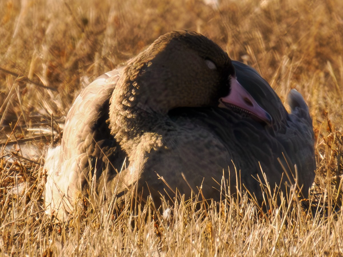 Greater White-fronted Goose - ML619859075