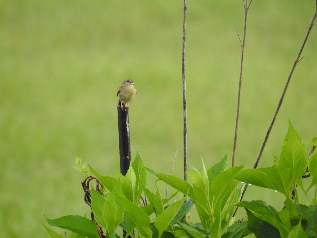 Grasshopper Sparrow - ML619859088