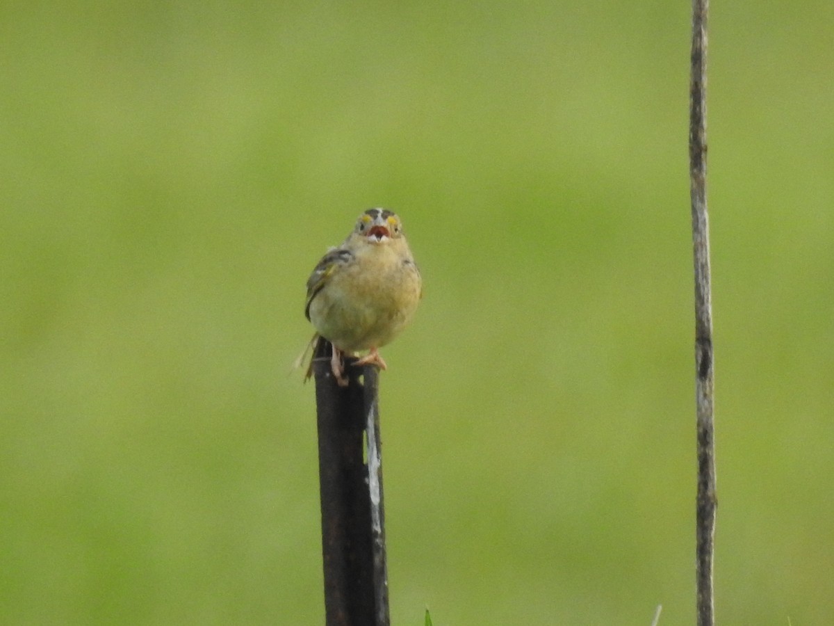 Grasshopper Sparrow - ML619859090
