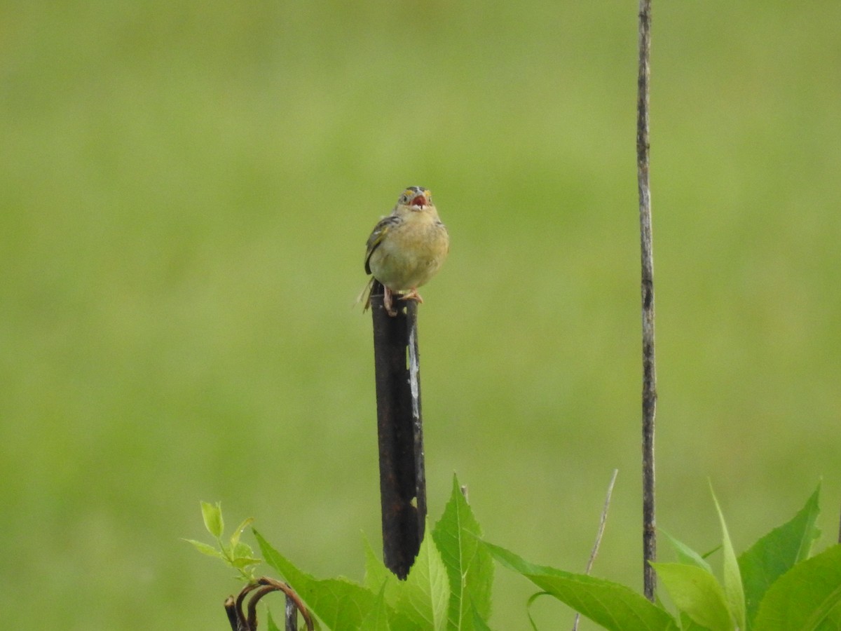 Grasshopper Sparrow - ML619859091