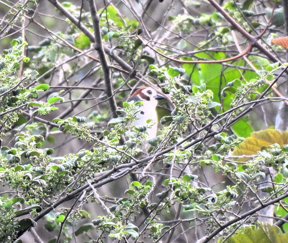 White-faced Ground-Sparrow - ML619859095