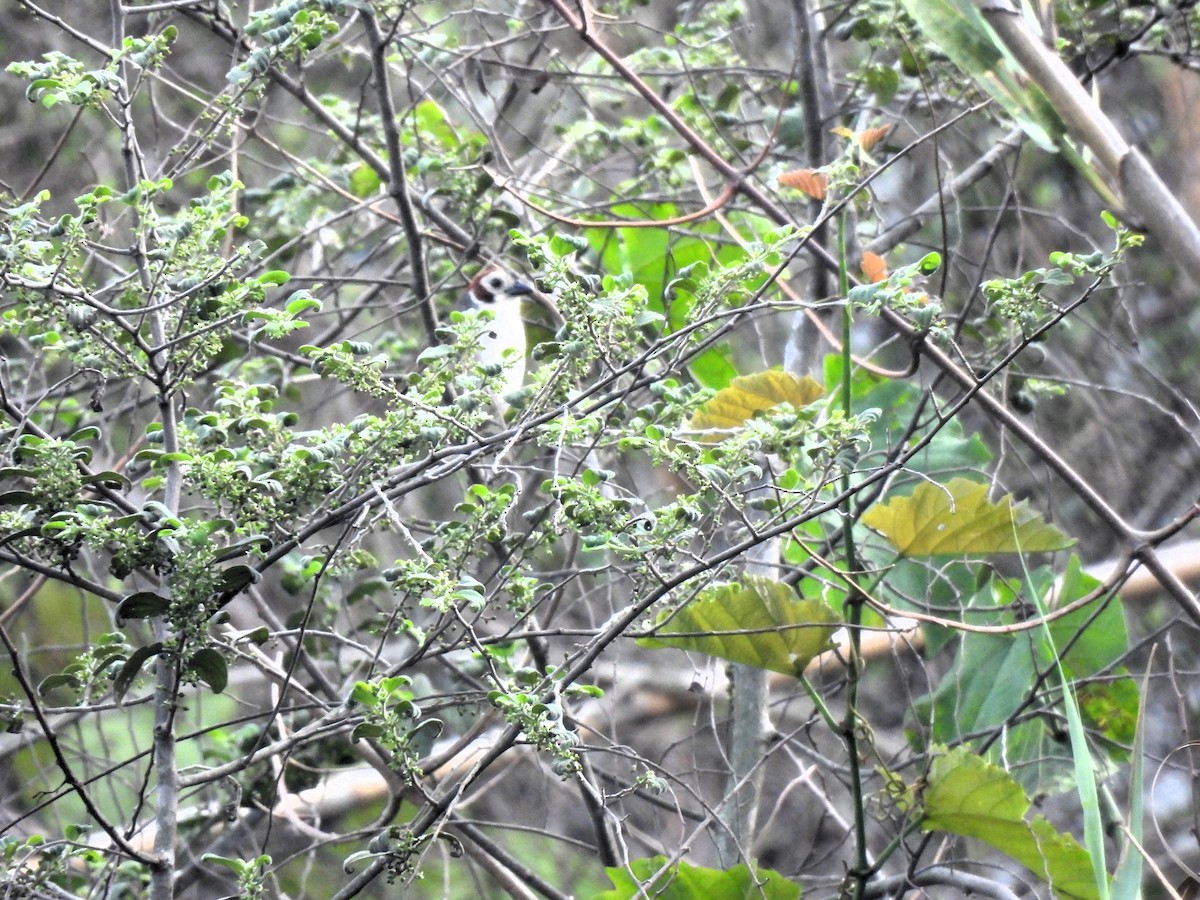 White-faced Ground-Sparrow - ML619859096