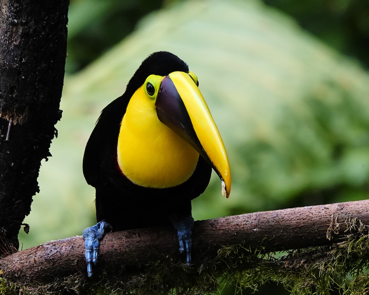 Yellow-throated Toucan - ML619859109