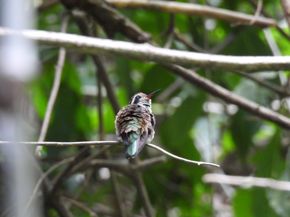 White-eared Hummingbird - ML619859128