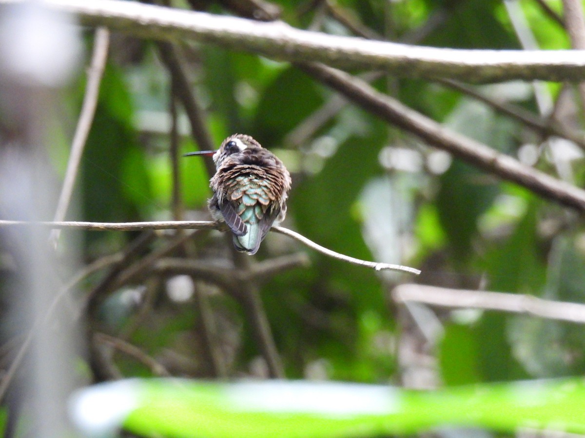 White-eared Hummingbird - ML619859129